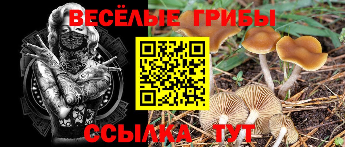 Галлюциногенные грибы Psilocybine cubensis  Вход с VPN  Горячий Ключ 